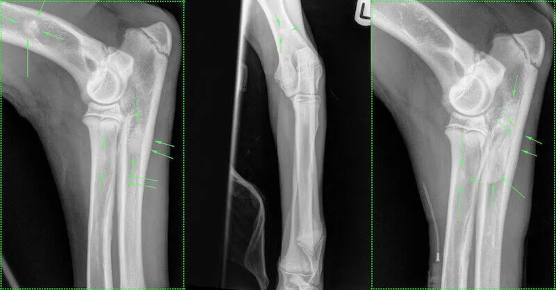 Panosteitis Radiographs