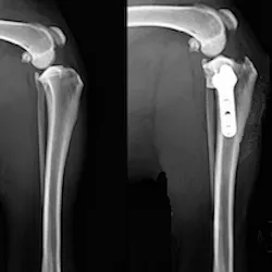 TPLO Lateral X-ray
