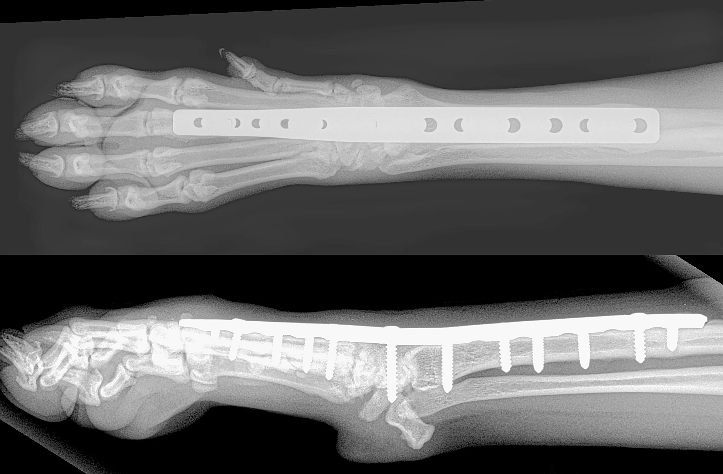 Orthopaedic radiographs showing pancarpal arthrodesis with surgical fixation and bone healing