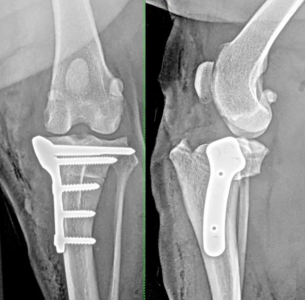 TPLO Orthopaedic X-Rays