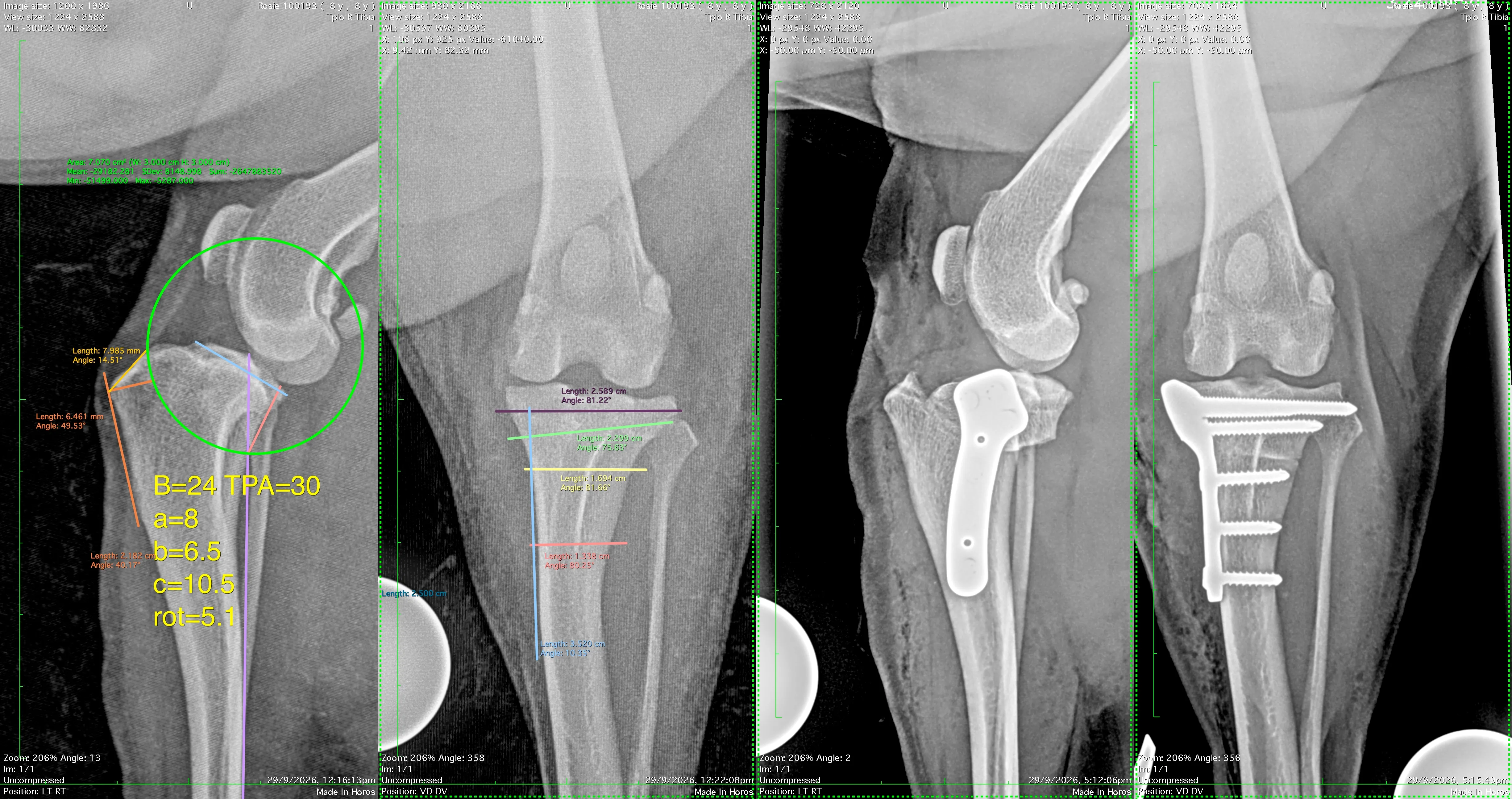 Post-operative radiographs showing a TPLO plate and screws